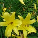 Hemerocallis flava fleur